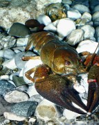 Thumbs/tn_014 Edelkrebs Haus der Natur 11022004.jpg